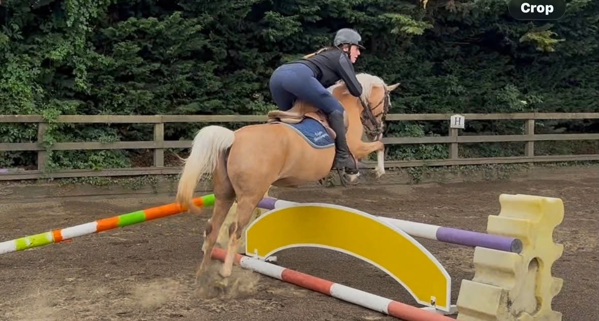 Chelmsford "Lottie" Palomino Mare Mountain & Moorland Pony