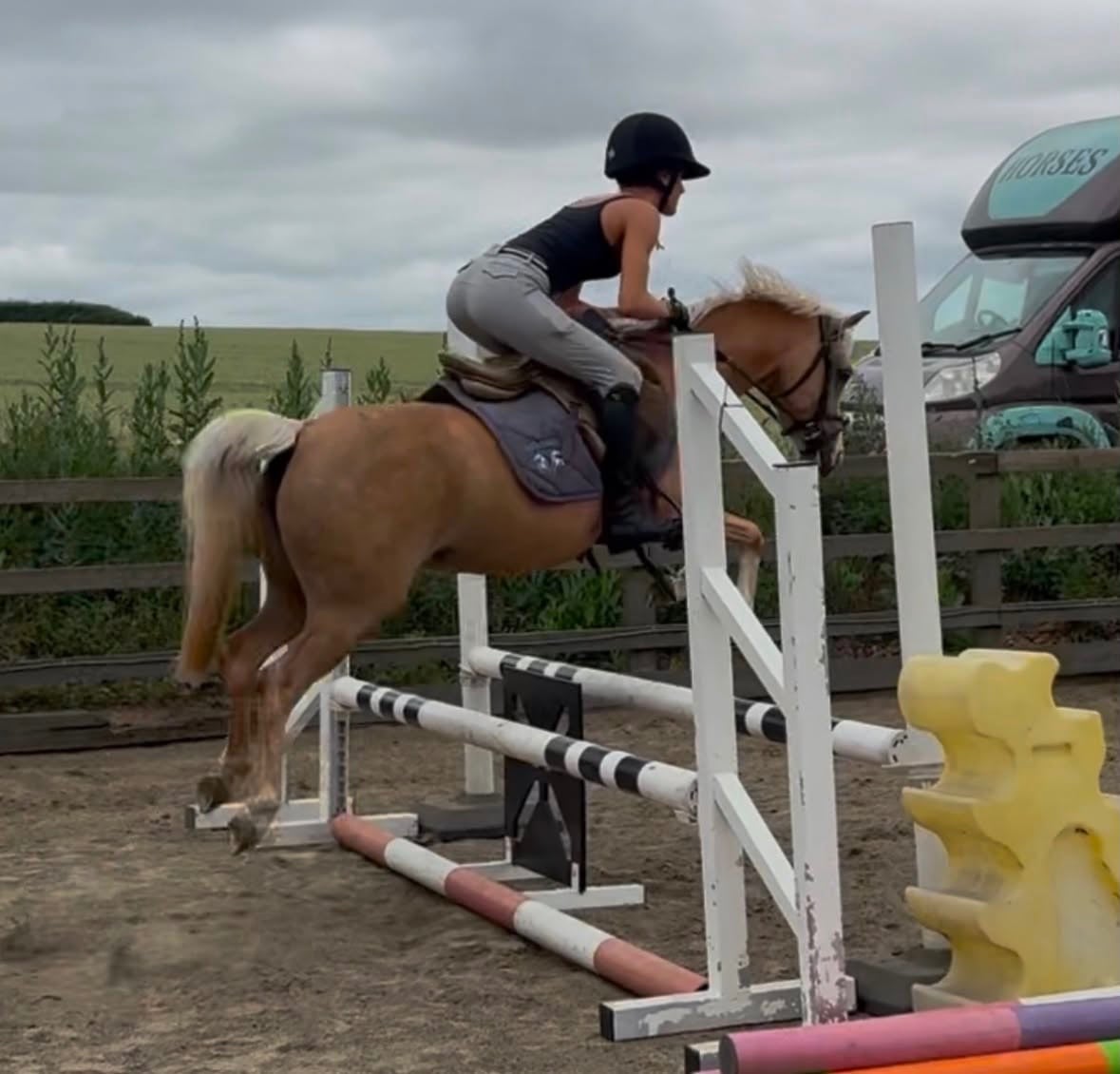 "Lottie" Palomino Mare Mountain & Moorland Pony - Horses in Chelmsford