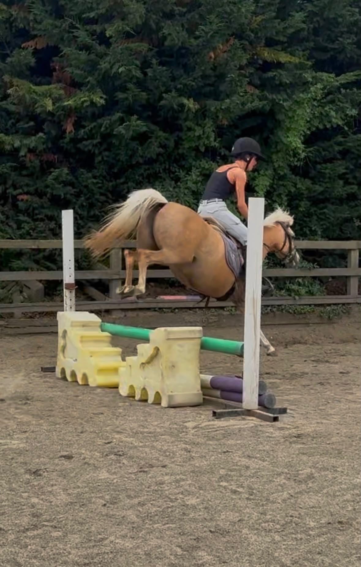 "Lottie" Palomino Mare Mountain & Moorland Pony - Horses