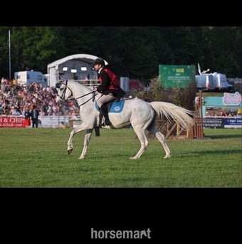 "Lilly " Grey Mare All Rounder