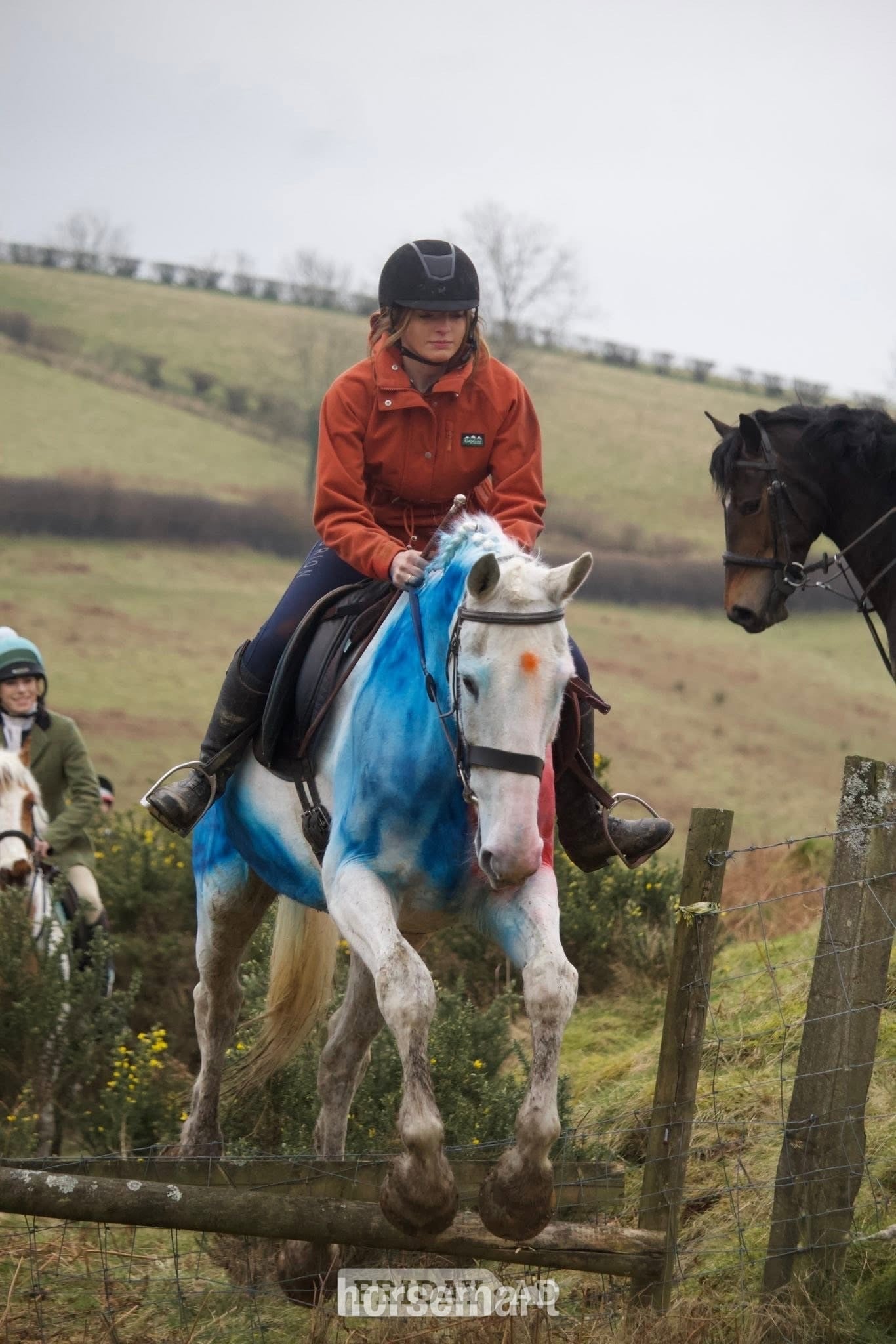 Llandysul "Lilly " Grey Mare All Rounder