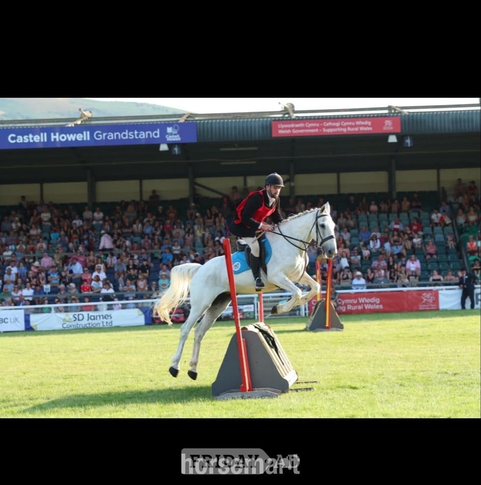 "Lilly " Grey Mare All Rounder - Horses