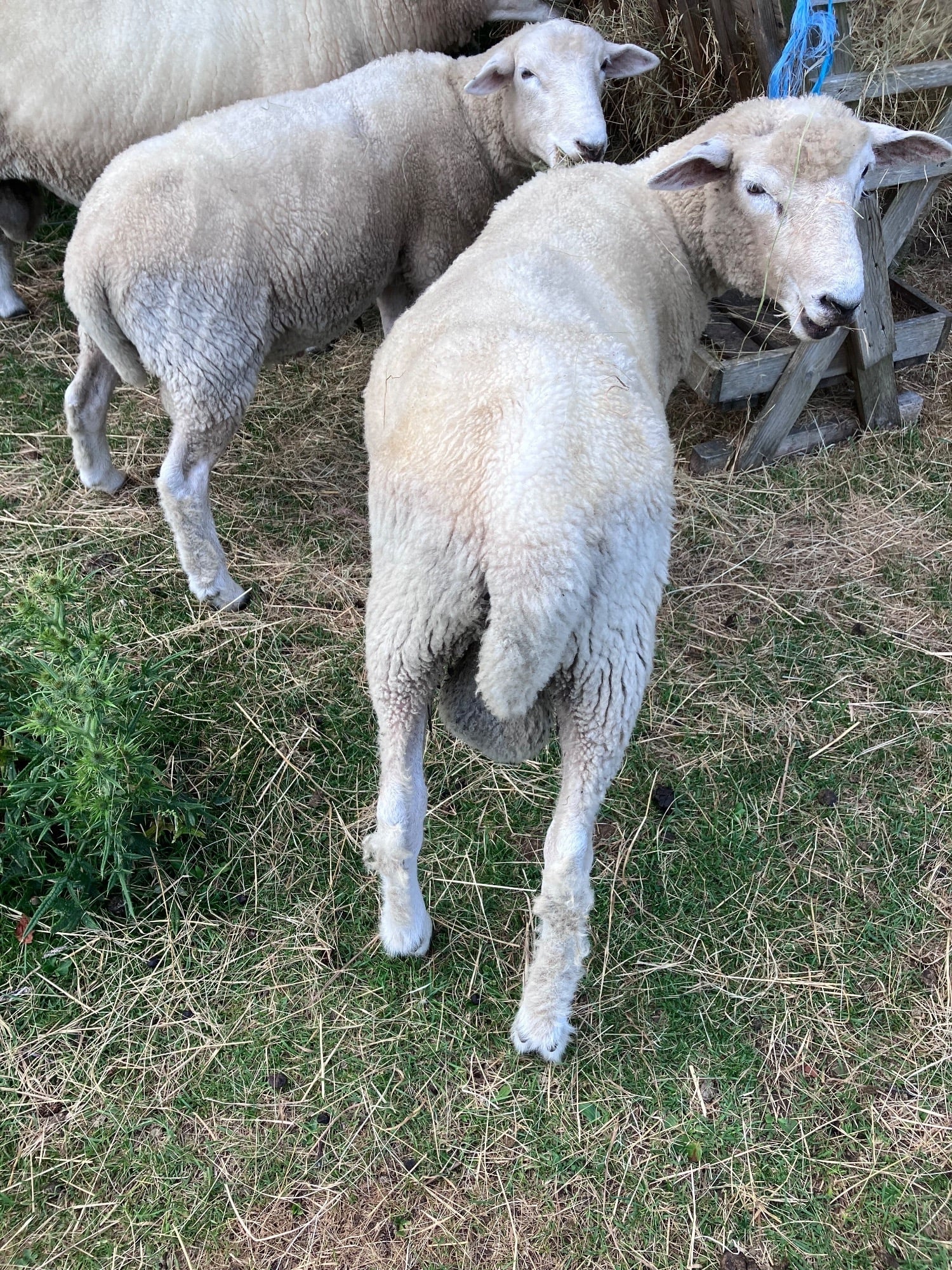 Woodnesborough Romney Breeding Rams