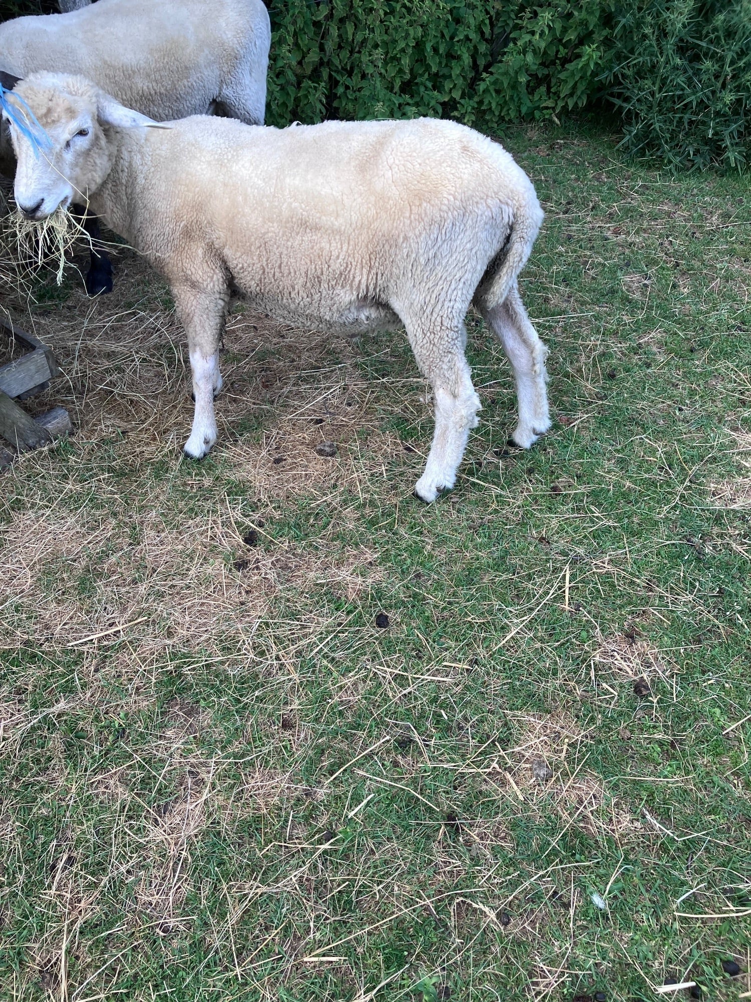 Romney Breeding Rams - Livestock in Woodnesborough