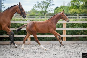 "Del Cielo ( Delci ) " Bright Bay Filly Youngstock / Foal