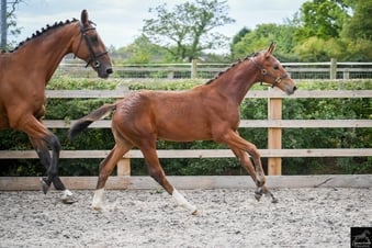 "Del Cielo ( Delci ) " Bright Bay Filly Youngstock / Foal