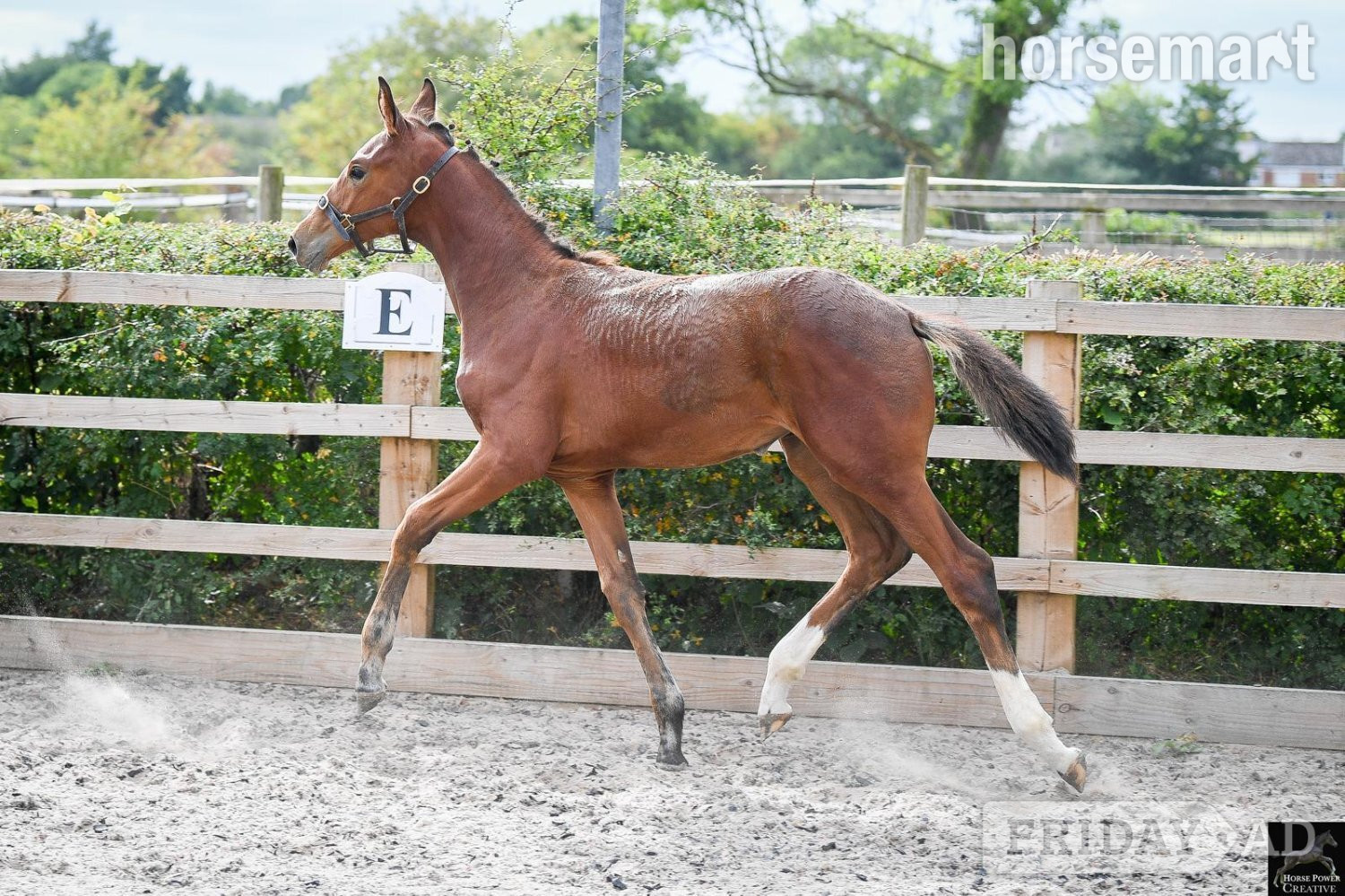 Leyland "Del Cielo ( Delci ) " Bright Bay Filly Youngstock / Foal