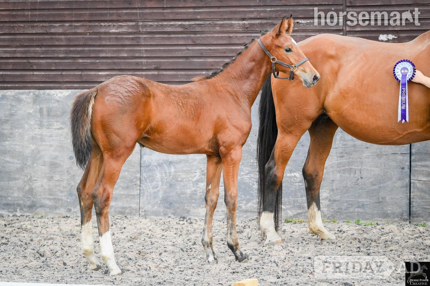"Del Cielo ( Delci ) " Bright Bay Filly Youngstock / Foal