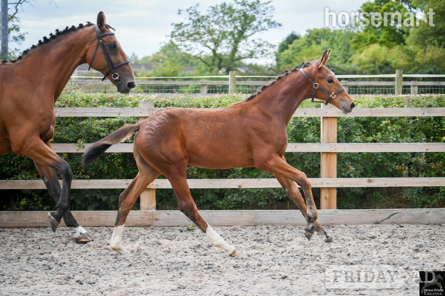 "Del Cielo ( Delci ) " Bright Bay Filly Youngstock / Foal in Leyland