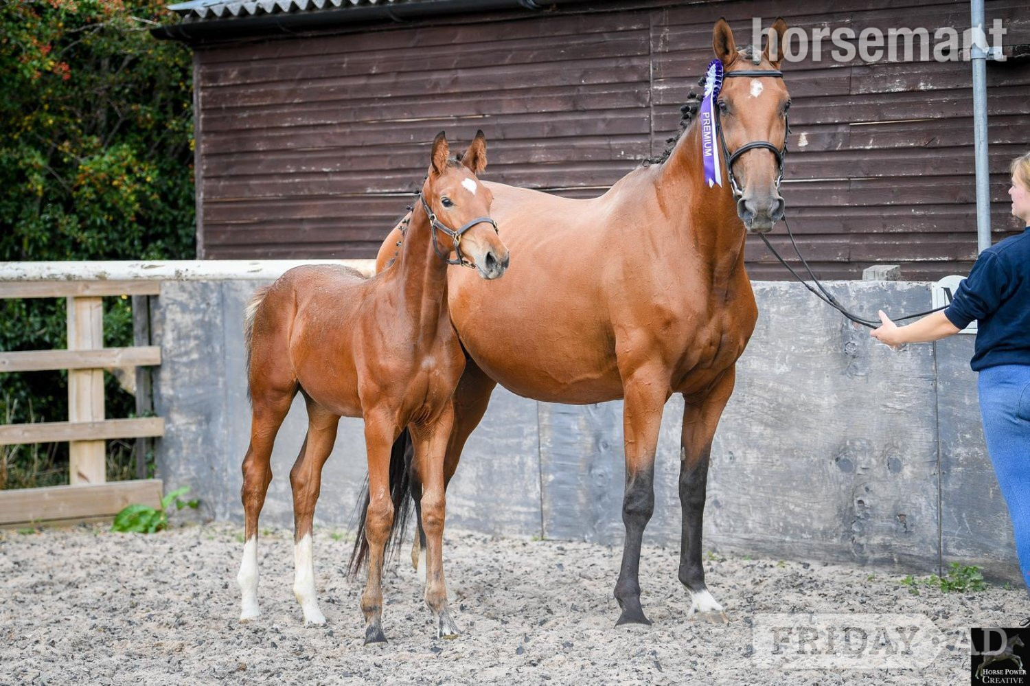 "Del Cielo ( Delci ) " Bright Bay Filly Youngstock / Foal - Horses in Leyland