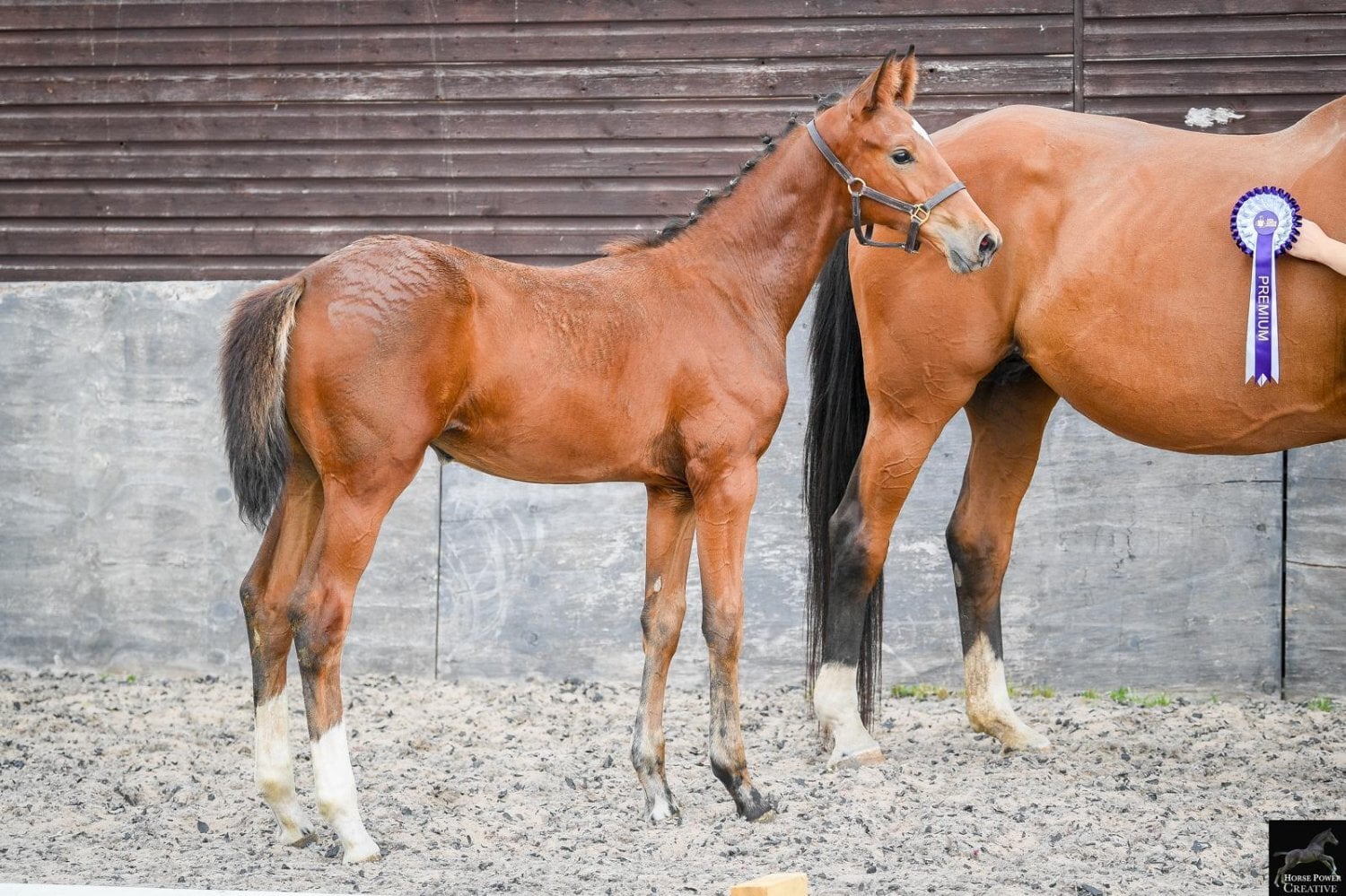 "Del Cielo ( Delci ) " Bright Bay Filly Youngstock / Foal