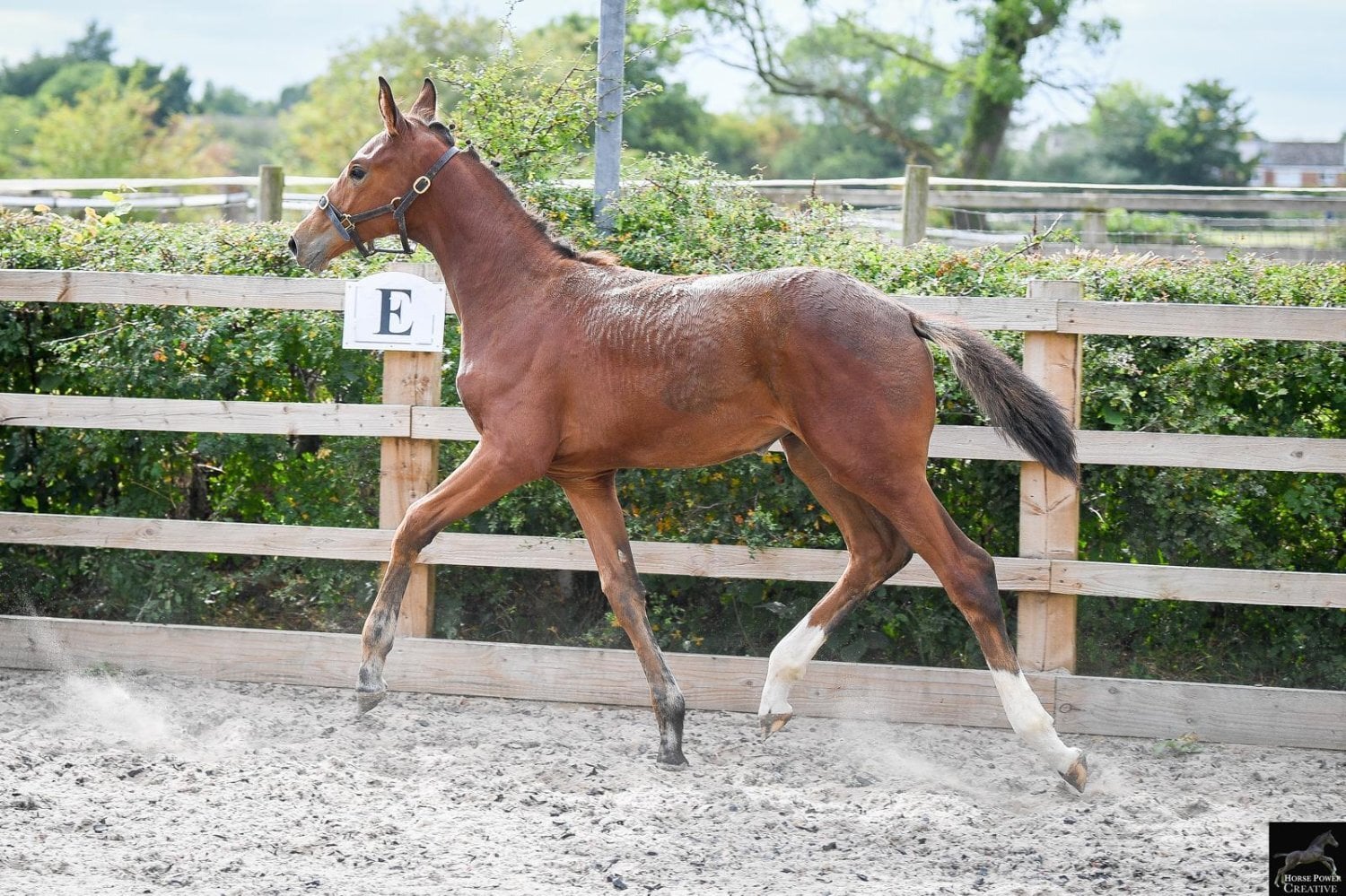 Leyland "Del Cielo ( Delci ) " Bright Bay Filly Youngstock / Foal