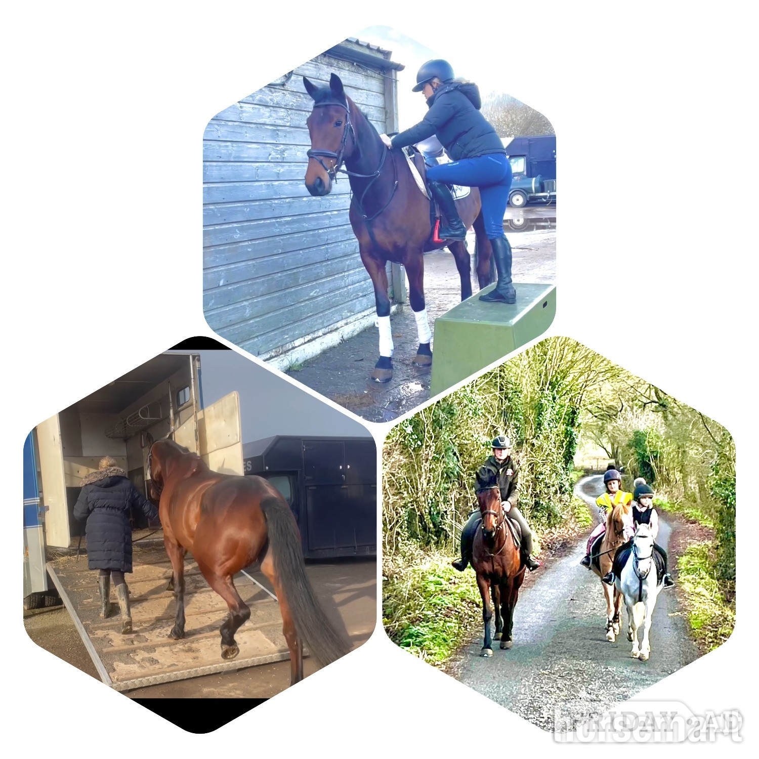 Staplehurst "Coco" Bay Mare Hunter