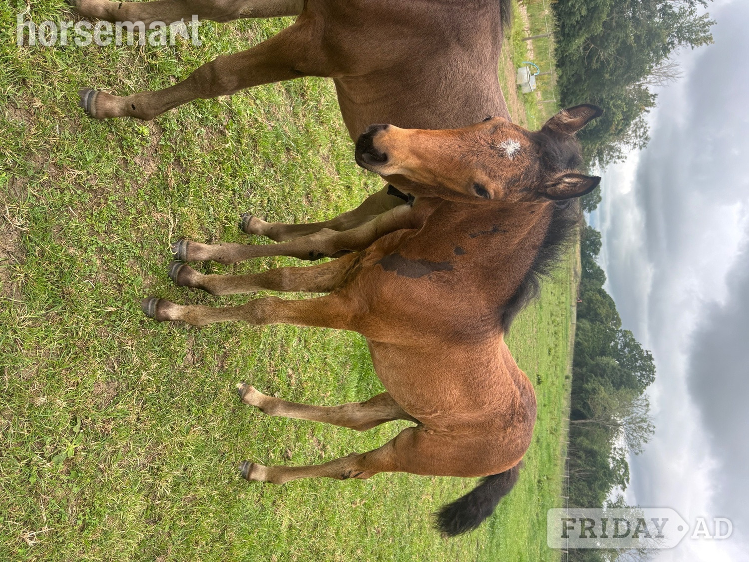 "Bean" Bay Filly Youngstock / Foal in Swindon