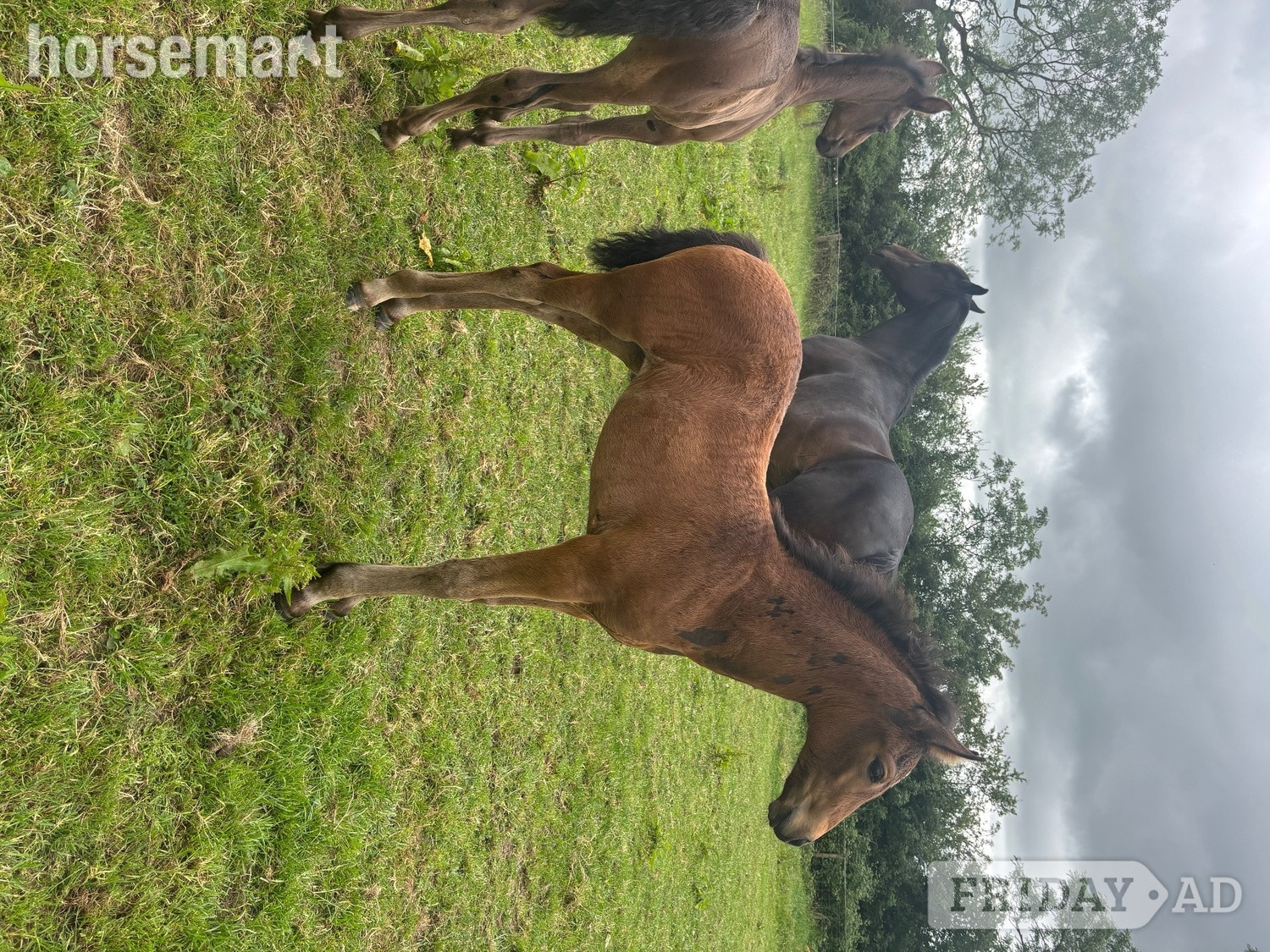 "Bean" Bay Filly Youngstock / Foal