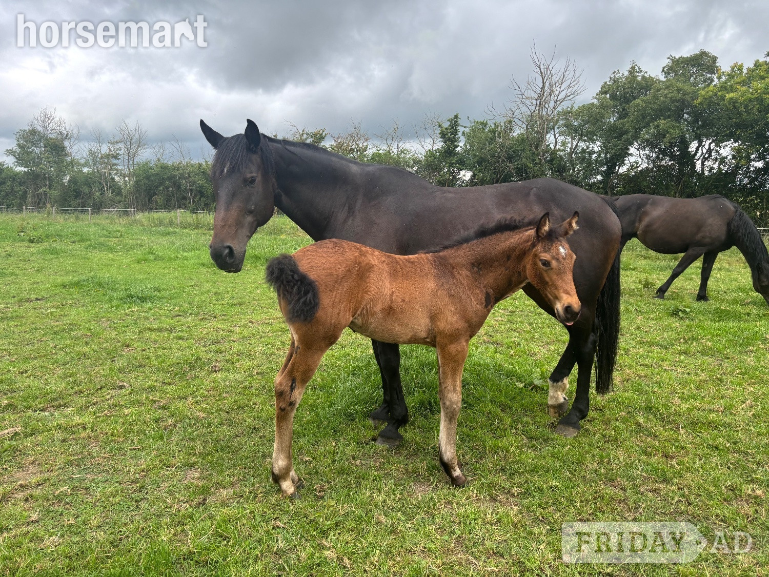 Swindon "Bean" Bay Filly Youngstock / Foal