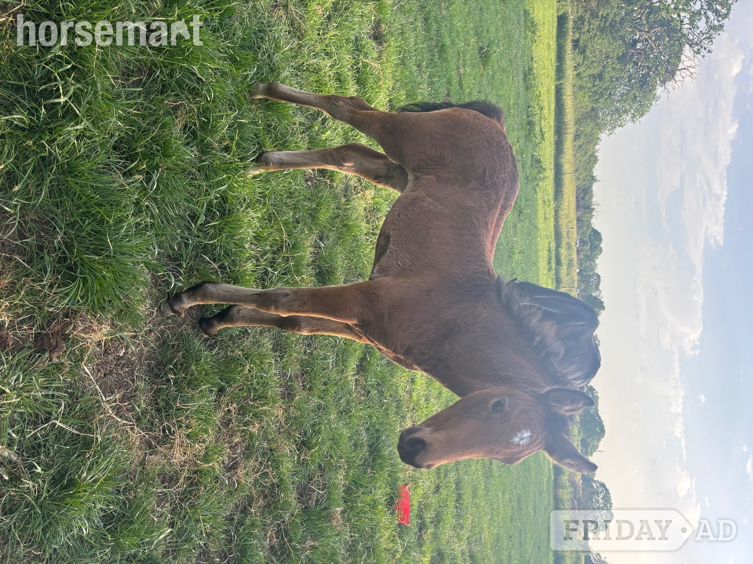 "Bean" Bay Filly Youngstock / Foal - Horses in Swindon