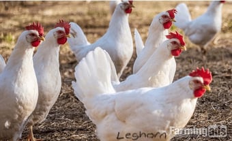 White Leghorns - Point of Lay Hens
