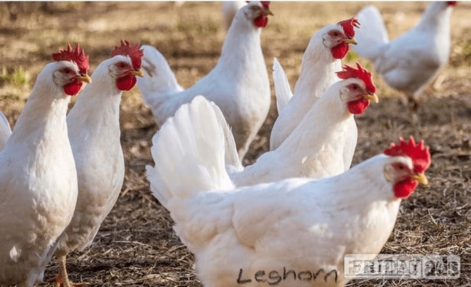 White Leghorns - Point of Lay Hens in Pilling