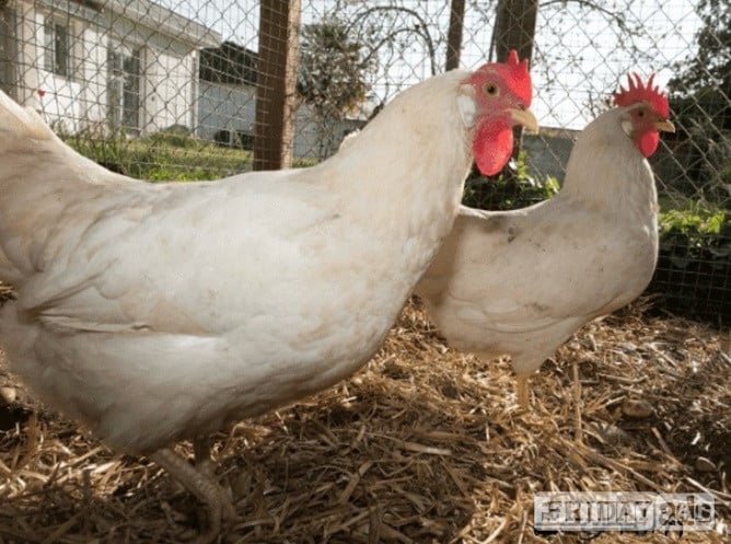 White Leghorns - Point of Lay Hens