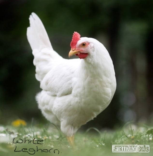 Pilling White Leghorns - Point of Lay Hens