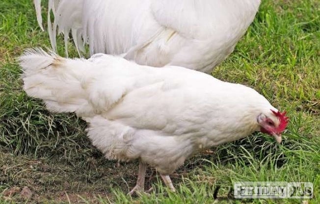 White Leghorns - Point of Lay Hens - Poultry in Pilling