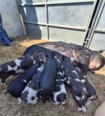 Pedigree birth registered kune kune piglets 