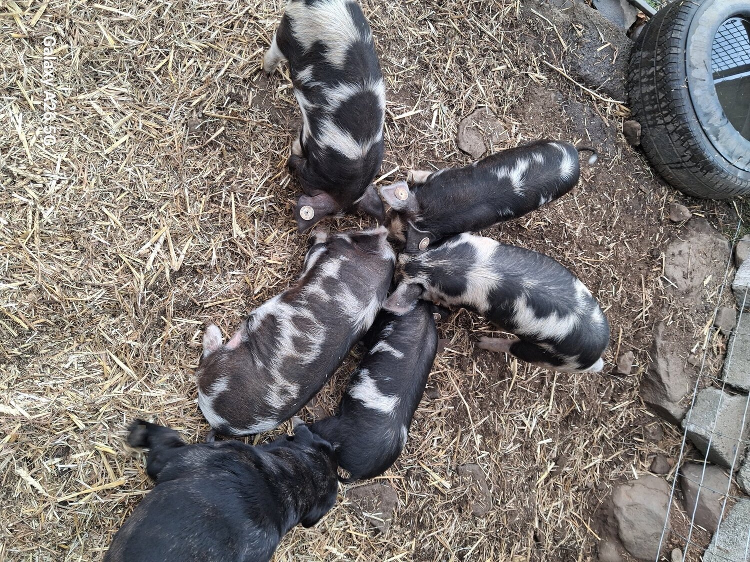 Pedigree birth registered kune kune piglets 