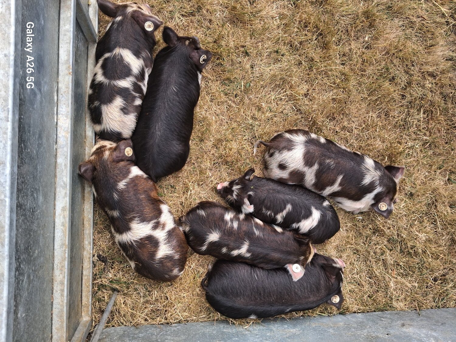 Gelligaer Pedigree birth registered kune kune piglets 
