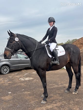 Oldenburger dressage horse  for loan, 18 hands, 7 years old