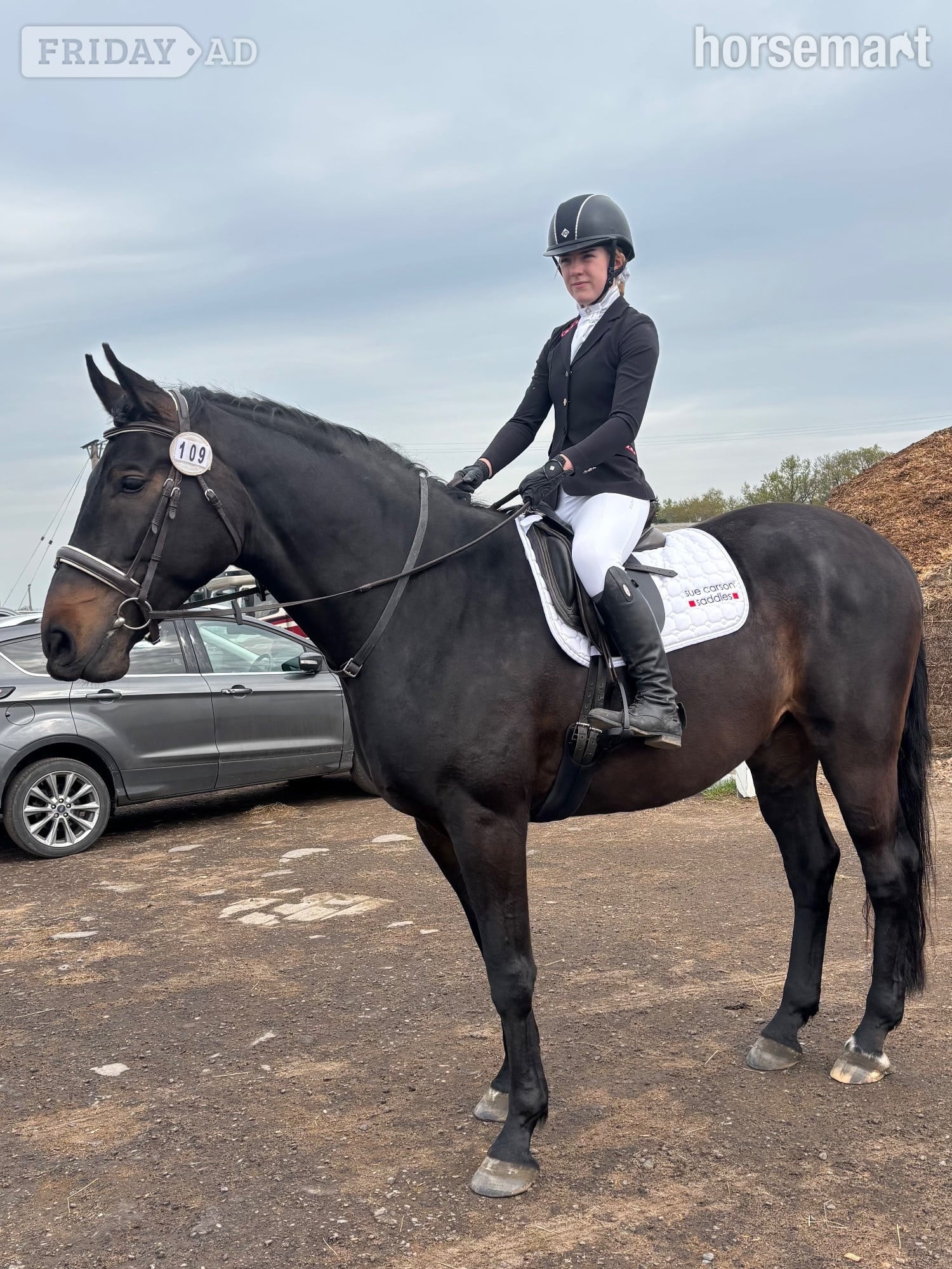 Oldenburger dressage horse  for loan, 18 hands, 7 years old in Nottingham