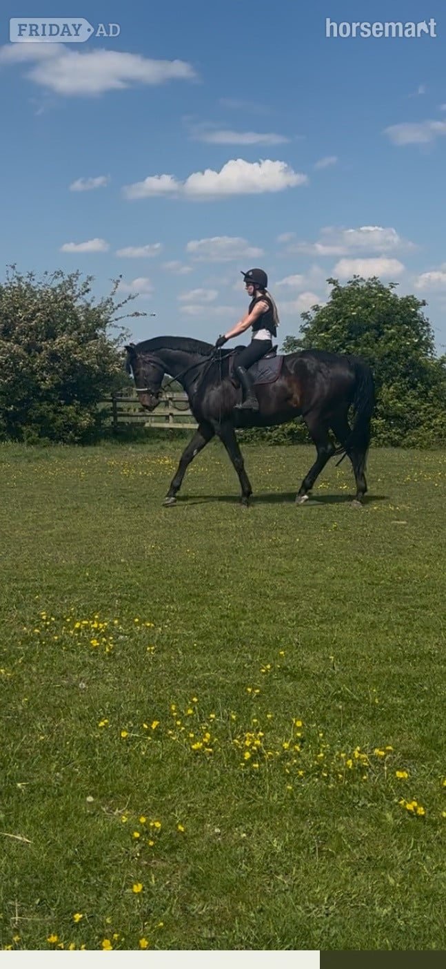 Oldenburger dressage horse  for loan, 18 hands, 7 years old