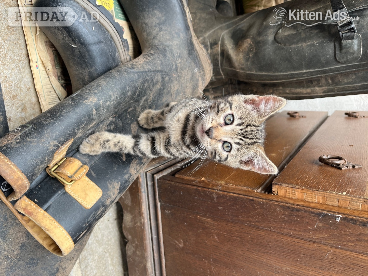2 Bengal X boys beautiful markings. Friendly playful kittens in Alresford