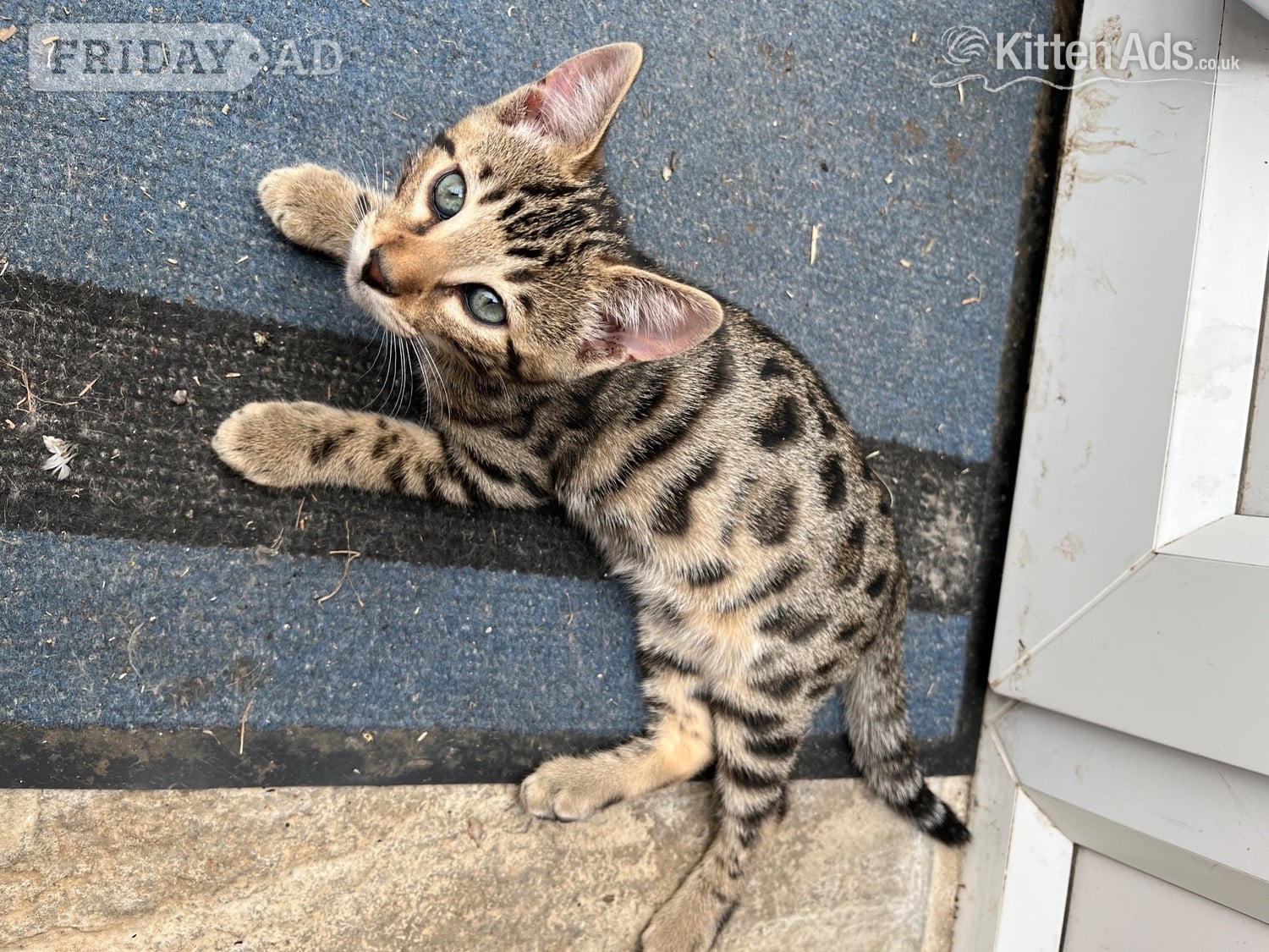 2 Bengal X boys beautiful markings. Friendly playful kittens