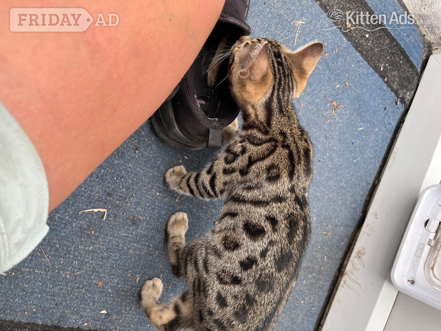 Alresford 2 Bengal X boys beautiful markings. Friendly playful kittens