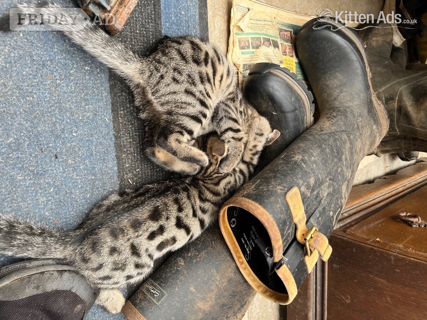 2 Bengal X boys beautiful markings. Friendly playful kittens - Cats & Kittens in Alresford