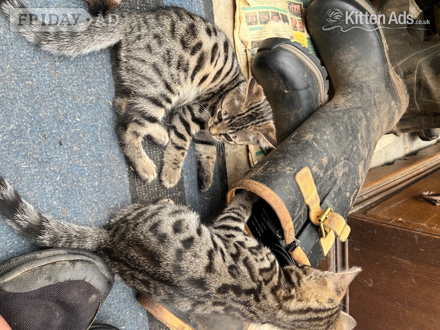 2 Bengal X boys beautiful markings. Friendly playful kittens - Cats & Kittens