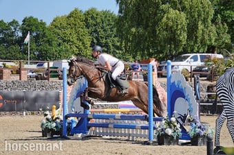 "Dancer " Chocolate Dun Mare All Rounder