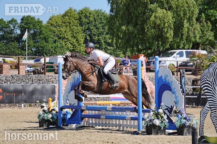 "Dancer " Chocolate Dun Mare All Rounder in Ebbw Vale