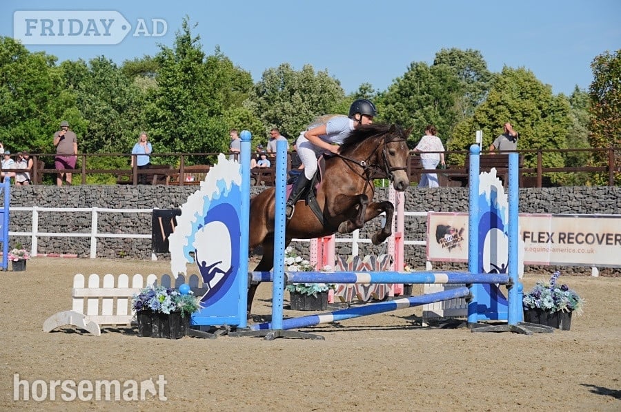 "Dancer " Chocolate Dun Mare All Rounder