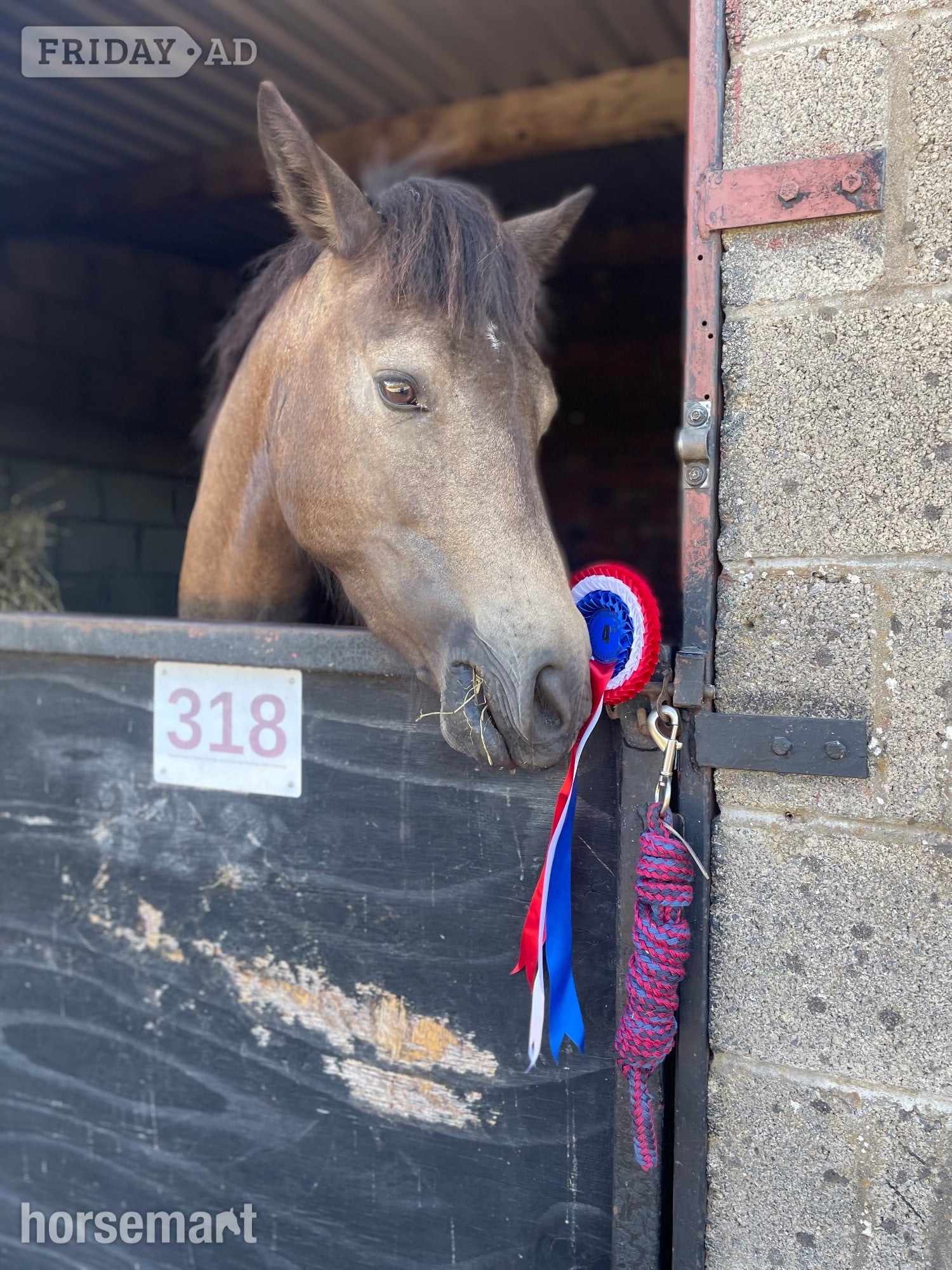 "Dancer " Chocolate Dun Mare All Rounder - Horses in Ebbw Vale