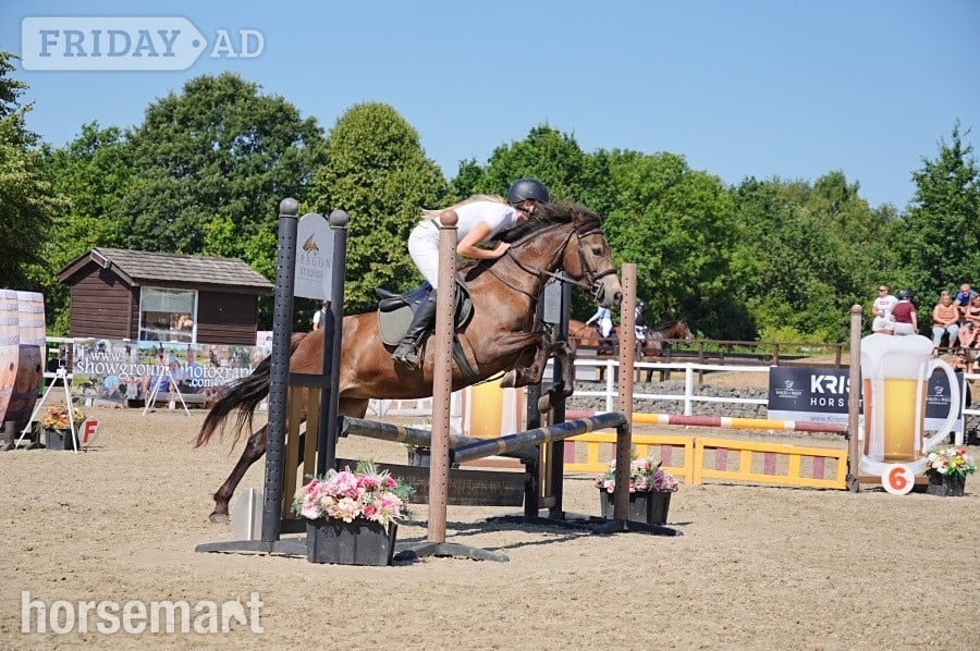 "Dancer " Chocolate Dun Mare All Rounder - Horses