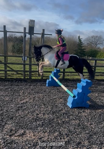 "Minnie" Coloured Mare Coloured