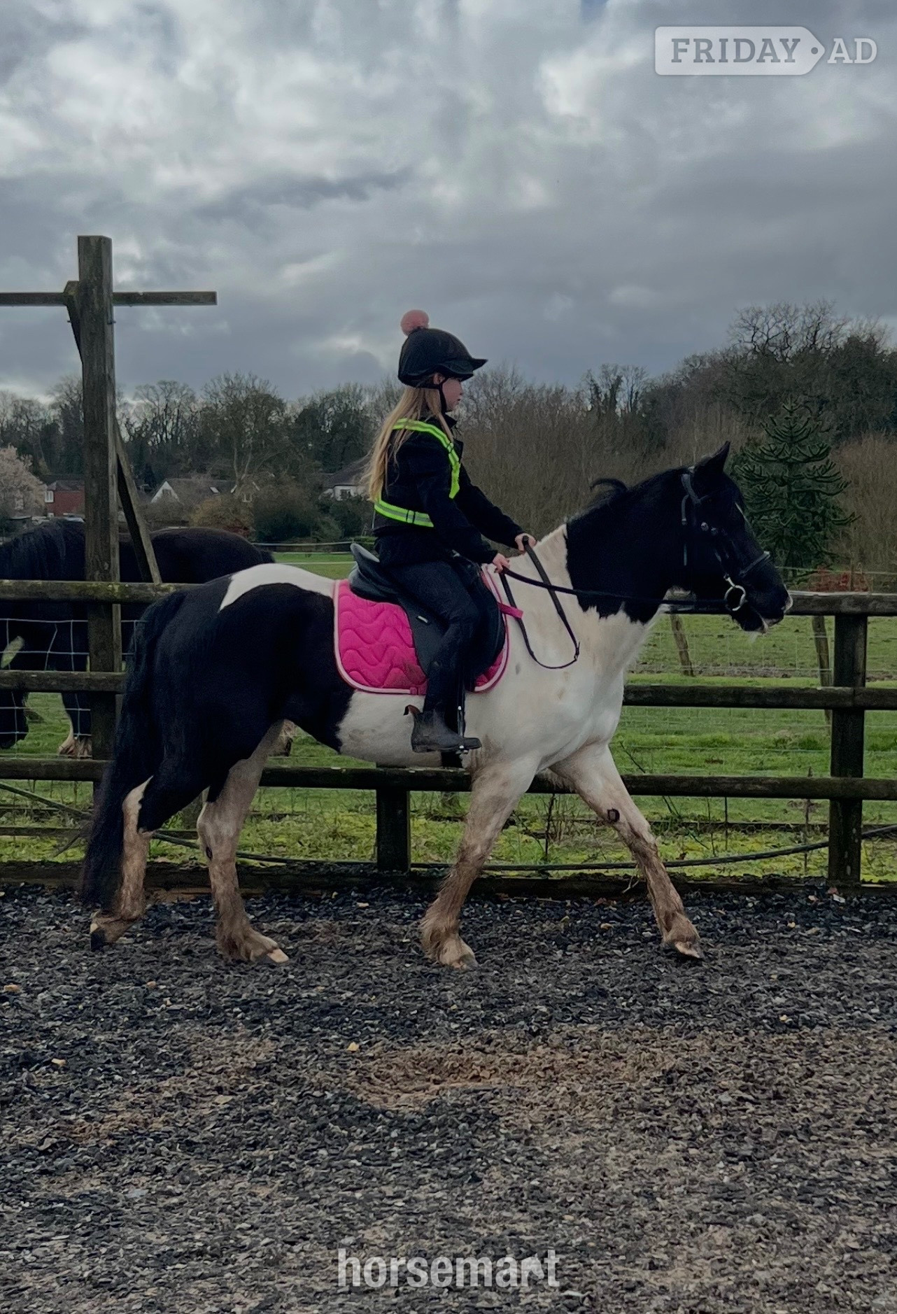 "Minnie" Coloured Mare Coloured - Horses