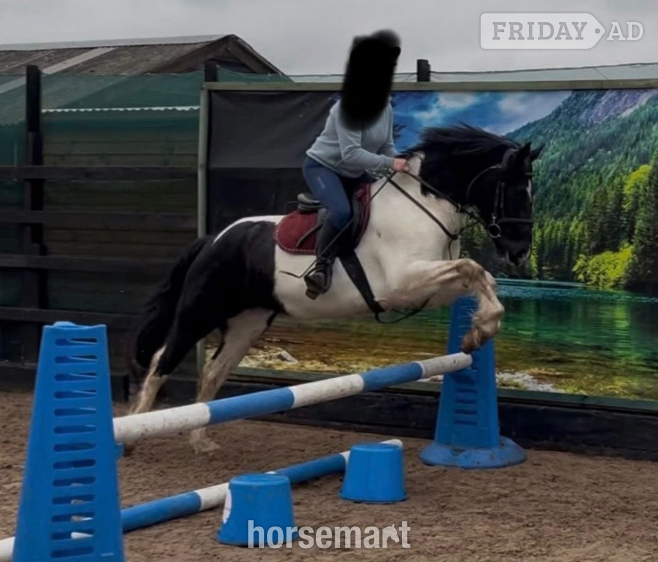Brewood "Minnie" Coloured Mare Coloured