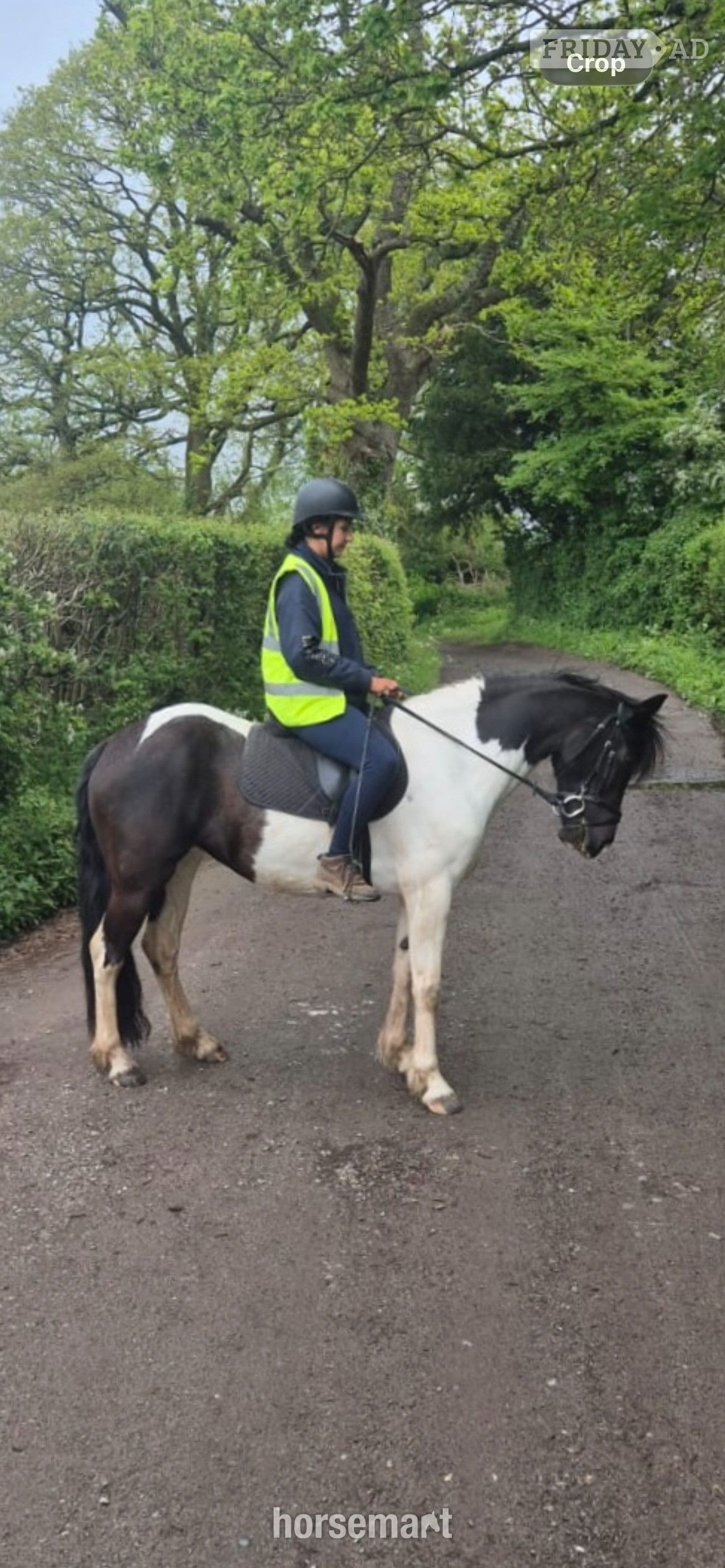 "Minnie" Coloured Mare Coloured