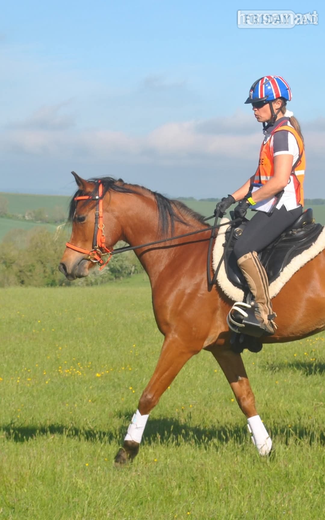 "Avanti KD" Bay Gelding Endurance in Sittingbourne