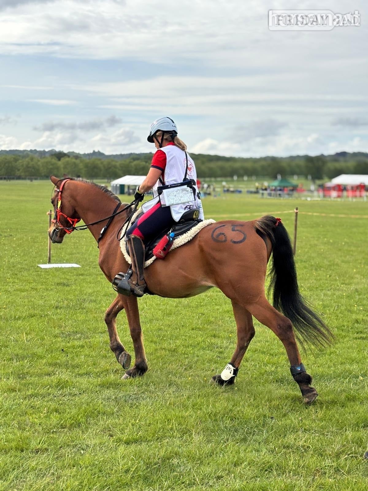 "Avanti KD" Bay Gelding Endurance