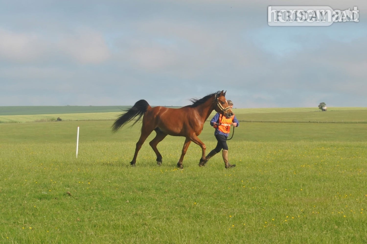 Sittingbourne "Avanti KD" Bay Gelding Endurance