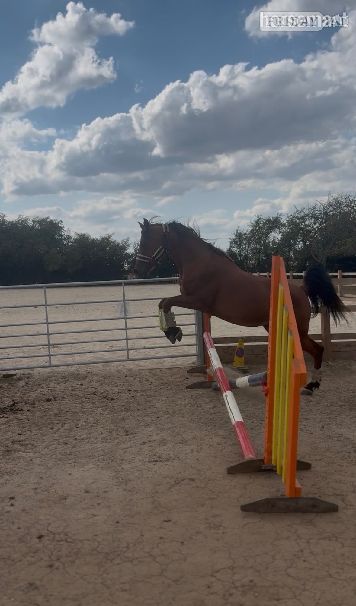 "Avanti KD" Bay Gelding Endurance - Horses in Sittingbourne